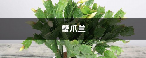 蟹爪兰这么嫁接，一看就学会，花量暴增不烂根！