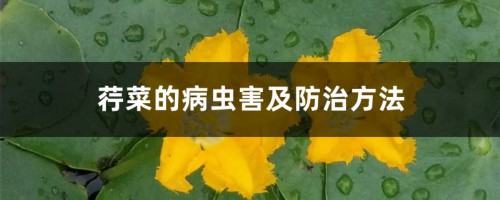 荇菜的病虫害及防治方法